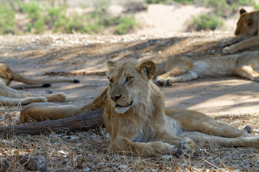 08 - Kruger NP (70).jpg